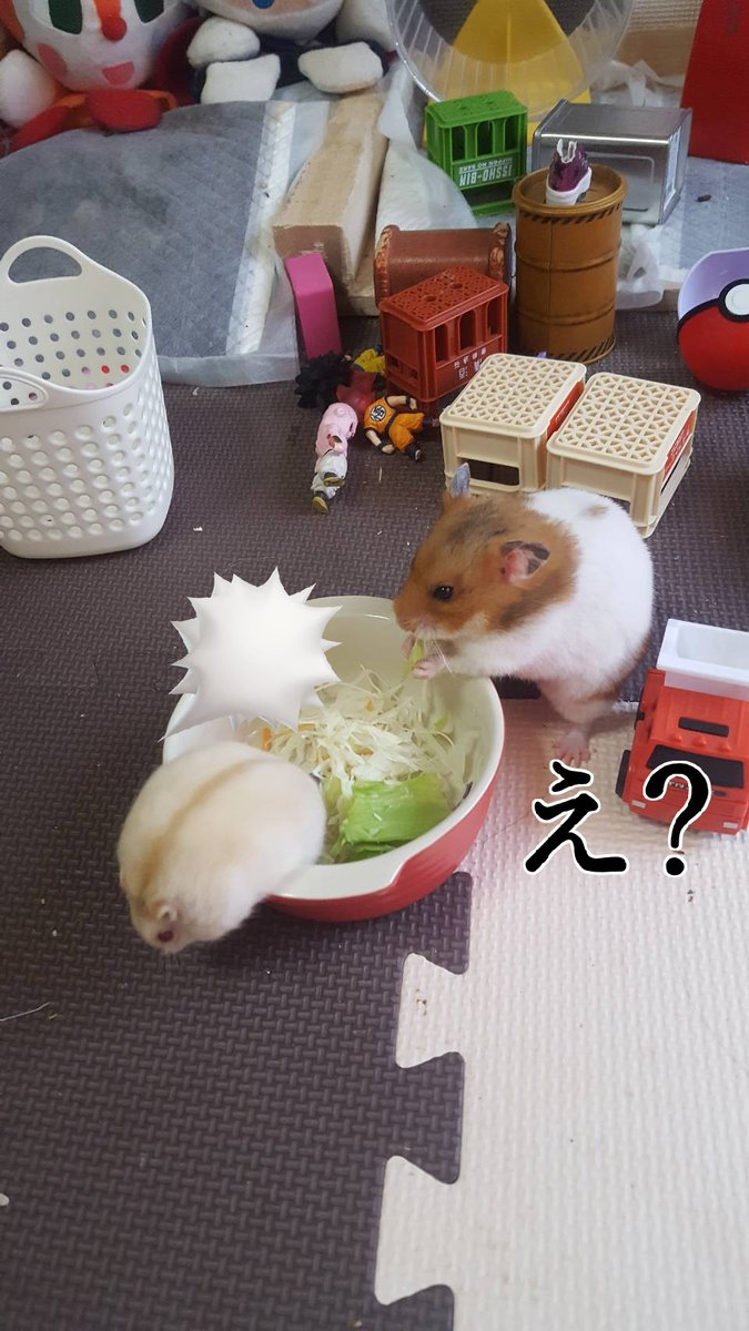 t0sZh9sRFQ83735's tweet photo. プー😡 https://t.co/5n6yrkxOmk