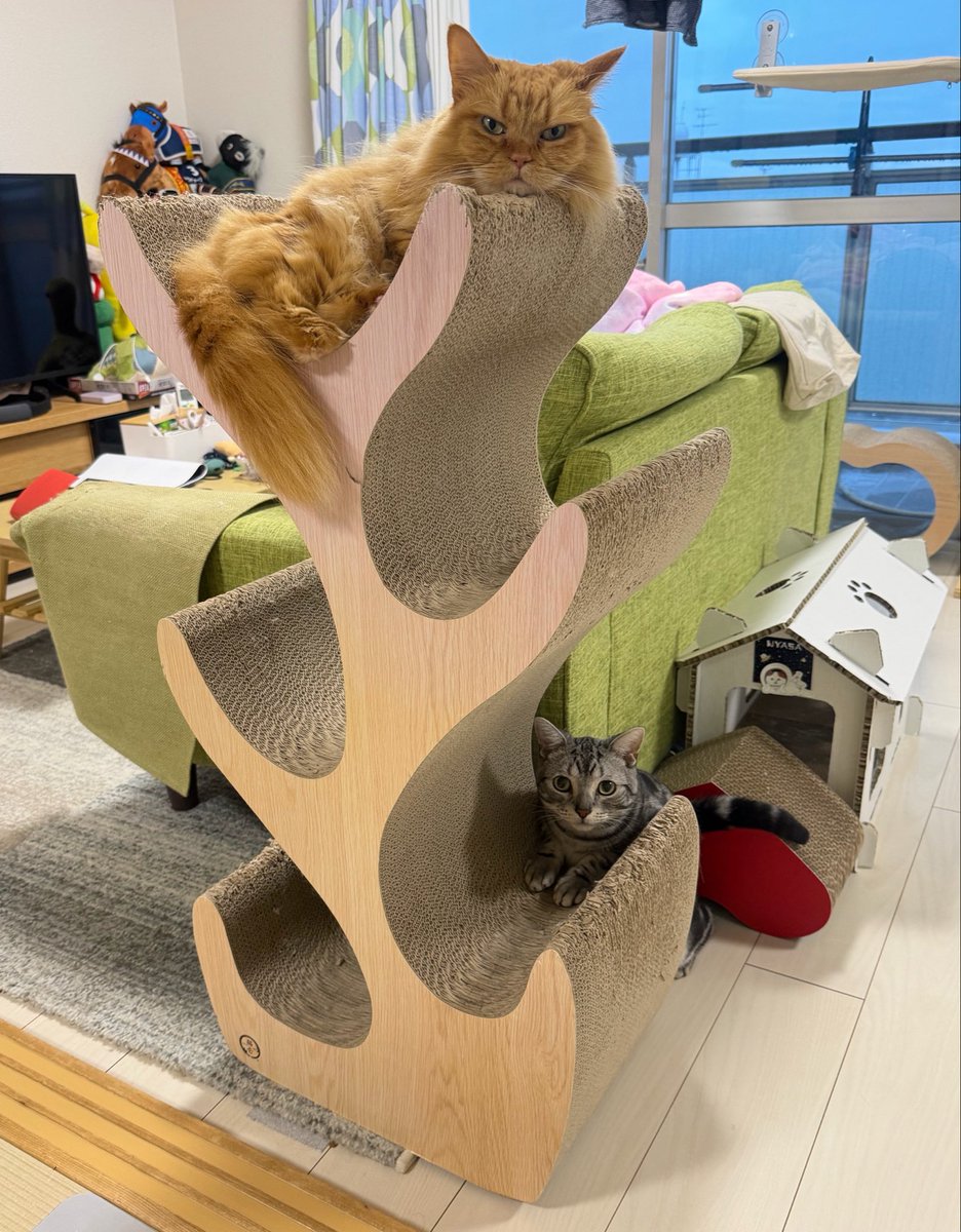 にゃんこ