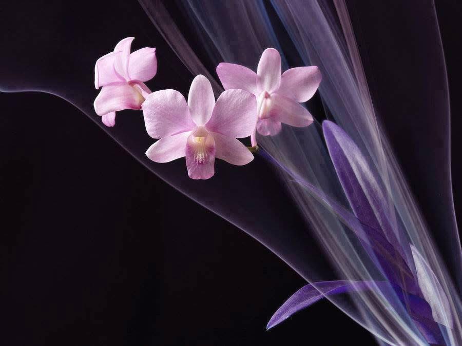 FlormiraMM's tweet photo. Greetings with my best wishes 🌹
All the best and much love 🌹🔆🔆❤️💃 https://t.co/hjNfTS5khA