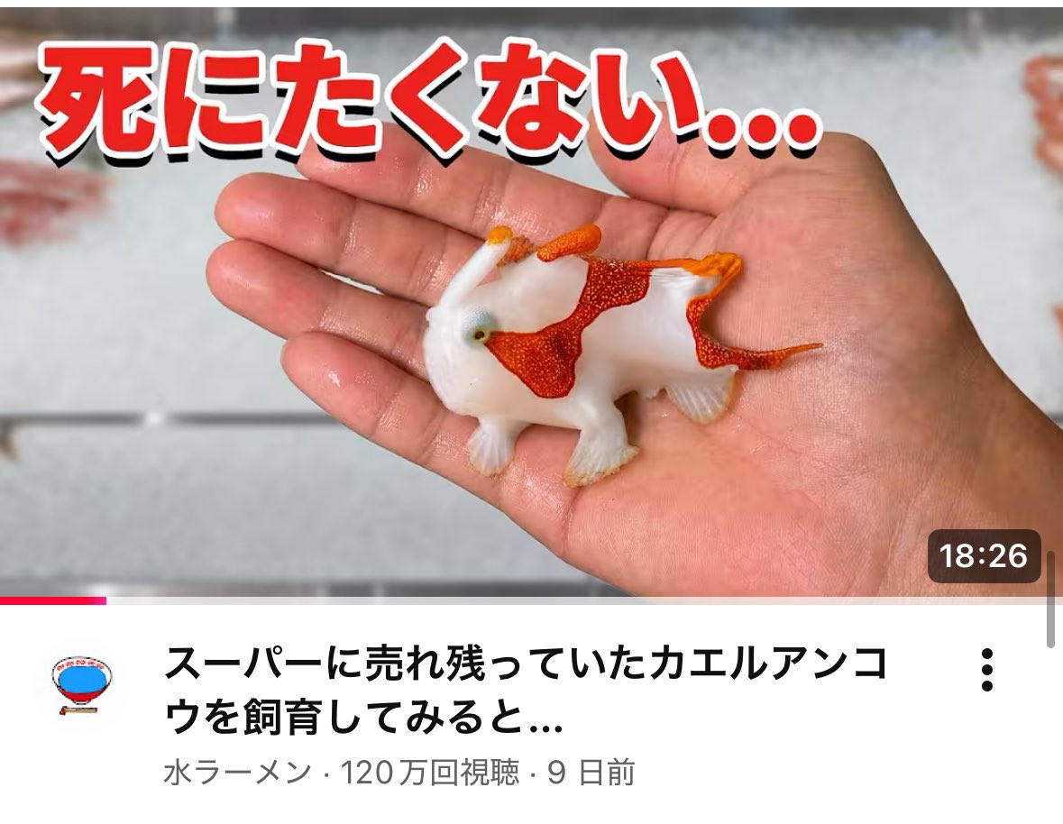 hosoko's tweet photo. てか、サムネの「死にたくない…」は絶対水ラーメンさんでしょwww https://t.co/rv0sWsC7TE