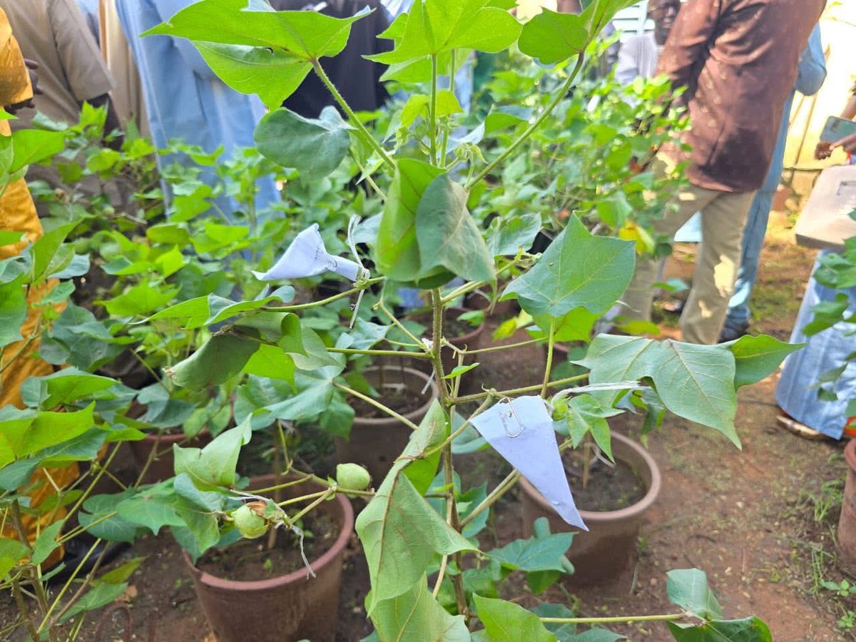 NationMali's tweet photo. Campagne agricole 2026-2027

Le ministre de l’Agriculture, Ibrahima Samaké, a rassuré les producteurs à Sikasso sur la disponibilité des engrais et des intrants, tout en réaffirmant l’objectif de moderniser le secteur avec la création de 5 agropoles d’ici 2033 pour renforcer la souveraineté alimentaire du Mali. 🇲🇱