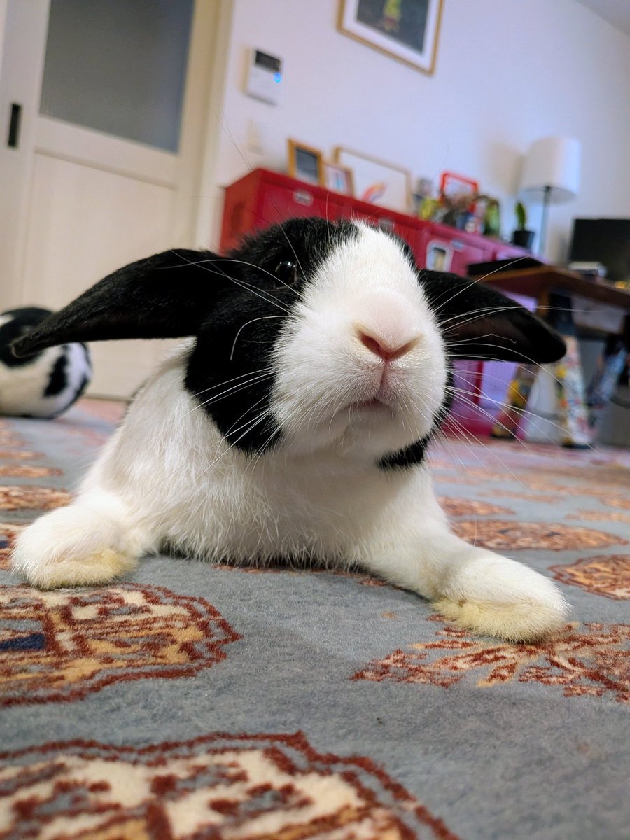 うさぎ