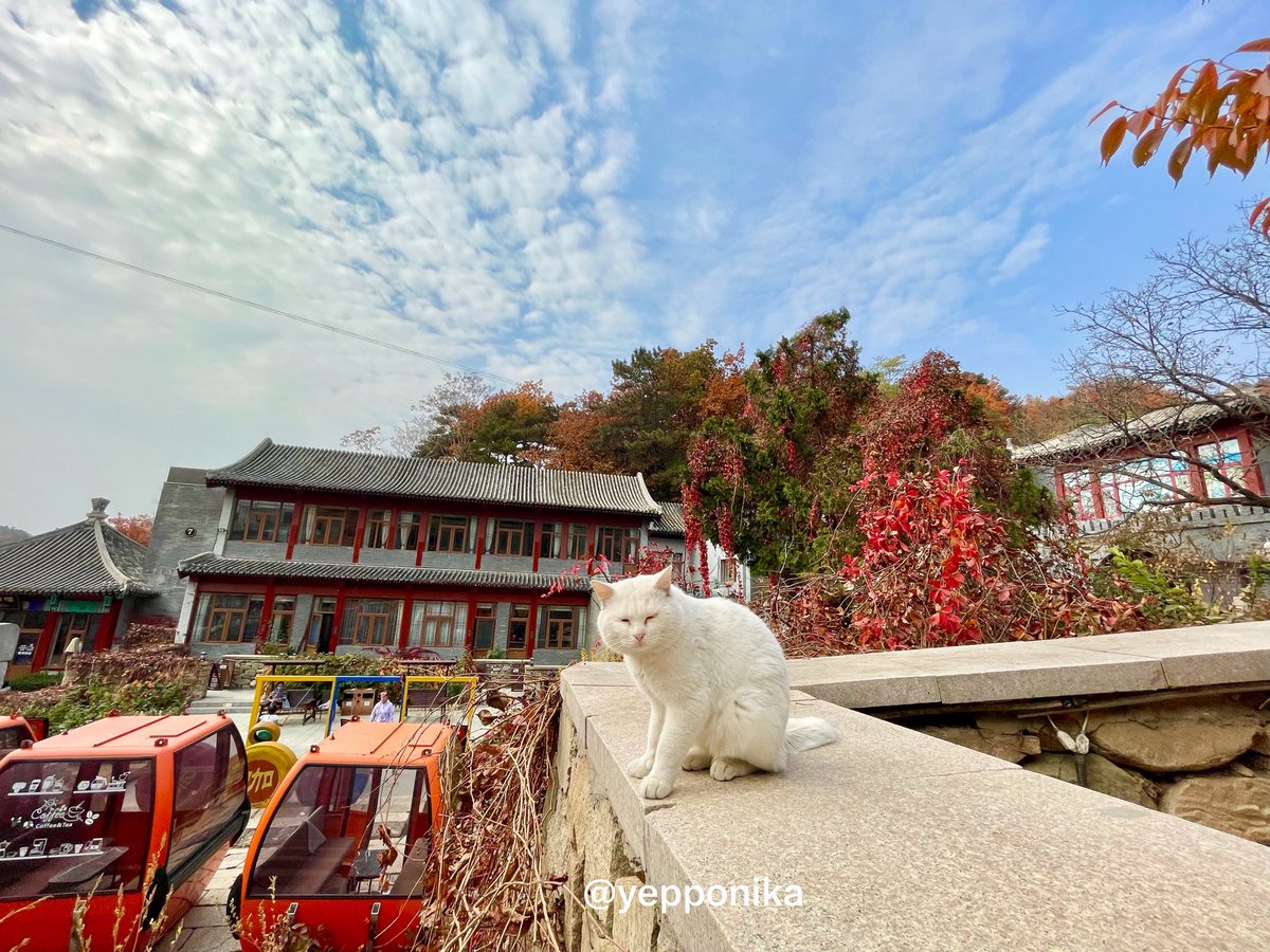 yepponika's tweet photo. ✨ เราไปปักกิ่ง 27-30 Oct 2025 ค่า 🍁🍂 https://t.co/6yKfLo5N0w