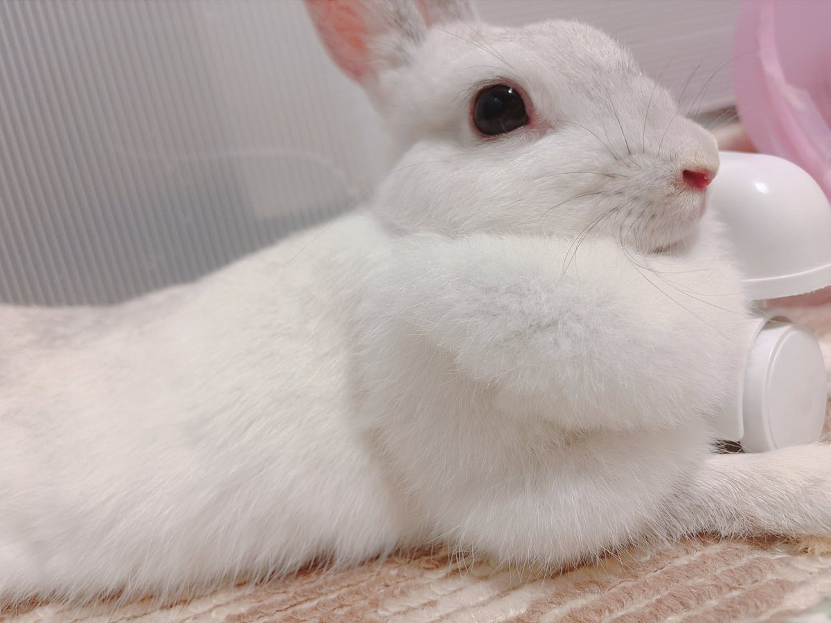 usa01095591's tweet photo. 撮ってたけど載せてなかった、先週木曜のツーショットと、ルミちゃん https://t.co/yCxELEekDg