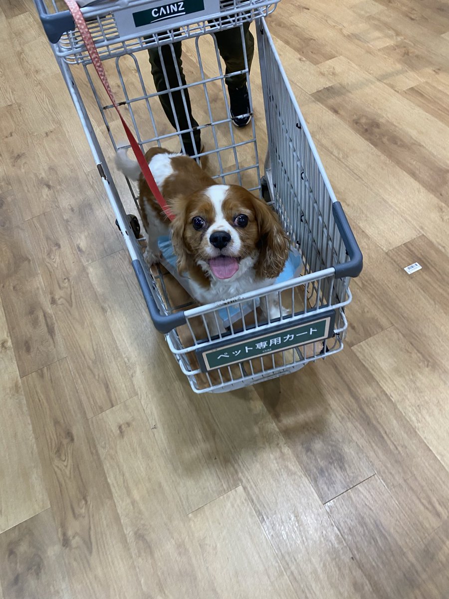 StarryUsa333's tweet photo. 🐶チーズ買うんだ❣️🧀 https://t.co/2MSRsLfXz3