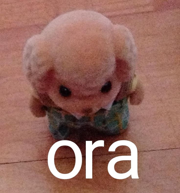 cosmicphenomeno's tweet photo. @stateofyuuji Ora resulta que ya vamos a salir peleados con todos los países del sur cuando nos valen vrga, ya déjenos pelarnos con estados unidos en paz y mejor agárrense a moquetazos entre ustedes, tenemos mejores cosas que hacer como evitar que los gringos y sionistas nos colonisen denuevo https://t.co/PGYkY6Mytd