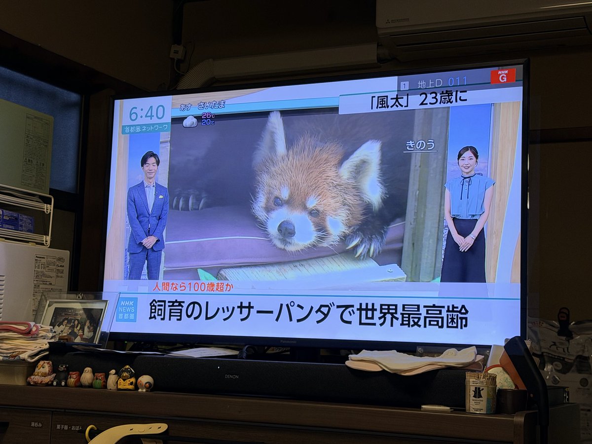 yz_anz_'s tweet photo. ニュースでレッサーパンダの風太くんやってて伊那さん思い出したw国内のレッサーパンダの1/5が風太くんの子孫とか言われててやべえ。強すぎるレサパン風太さん。 https://t.co/YX6ULnjXPH