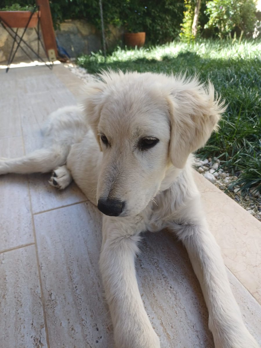 _kemalguven's tweet photo. Golden ve kangal kırması 9-10 aylık junior kızçe. Kedilerle,başka köpeklerle  uyumlu, sevgi dolu, sakin bir çocuk. Dişi, kısırlaştırması da zamanı gelince  tarafımızca yaptırılabilir. Aşıları, iç ve dış parazit uygulamaları tam, artı boynunda da 8 ay etkisi devam edecek olan uzun etkili dış parazit tasması takılı. 
Onu sevgiyle hayatına dahil edip, korumacılığını, sımsıcak dostluğunu,yol arkadaşlığını yaşarken  sorumluluğunu da ebeveyn hassasiyetiyle üstlenebilecek meleğini, ailesini arıyor/ bekliyor.😊
İrtibat: 05335596773