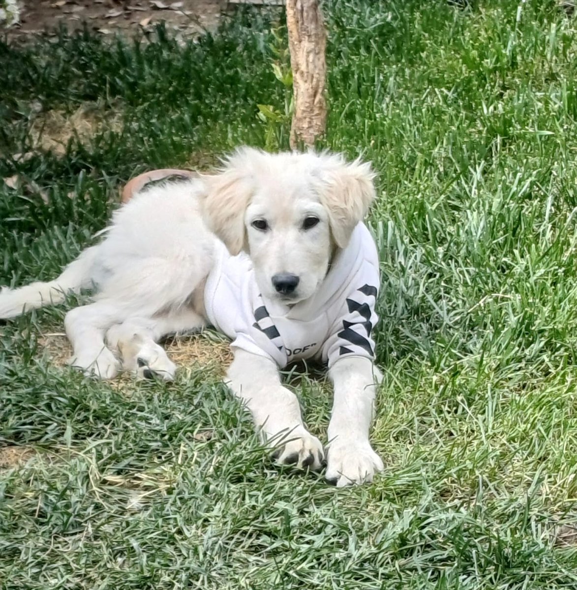 _kemalguven's tweet photo. Golden ve kangal kırması 9-10 aylık junior kızçe. Kedilerle,başka köpeklerle  uyumlu, sevgi dolu, sakin bir çocuk. Dişi, kısırlaştırması da zamanı gelince  tarafımızca yaptırılabilir. Aşıları, iç ve dış parazit uygulamaları tam, artı boynunda da 8 ay etkisi devam edecek olan uzun etkili dış parazit tasması takılı. 
Onu sevgiyle hayatına dahil edip, korumacılığını, sımsıcak dostluğunu,yol arkadaşlığını yaşarken  sorumluluğunu da ebeveyn hassasiyetiyle üstlenebilecek meleğini, ailesini arıyor/ bekliyor.😊
İrtibat: 05335596773