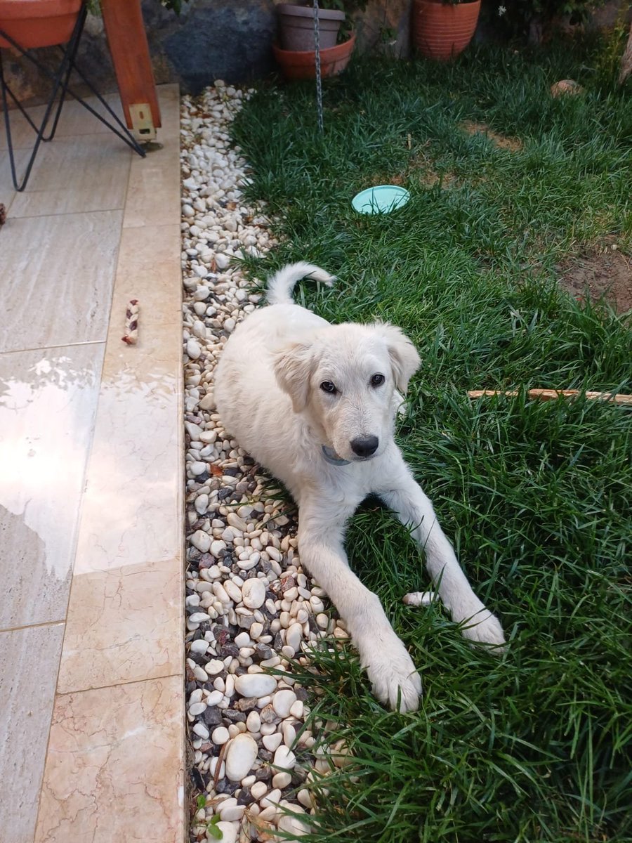 _kemalguven's tweet photo. Golden ve kangal kırması 9-10 aylık junior kızçe. Kedilerle,başka köpeklerle  uyumlu, sevgi dolu, sakin bir çocuk. Dişi, kısırlaştırması da zamanı gelince  tarafımızca yaptırılabilir. Aşıları, iç ve dış parazit uygulamaları tam, artı boynunda da 8 ay etkisi devam edecek olan uzun etkili dış parazit tasması takılı. 
Onu sevgiyle hayatına dahil edip, korumacılığını, sımsıcak dostluğunu,yol arkadaşlığını yaşarken  sorumluluğunu da ebeveyn hassasiyetiyle üstlenebilecek meleğini, ailesini arıyor/ bekliyor.😊
İrtibat: 05335596773