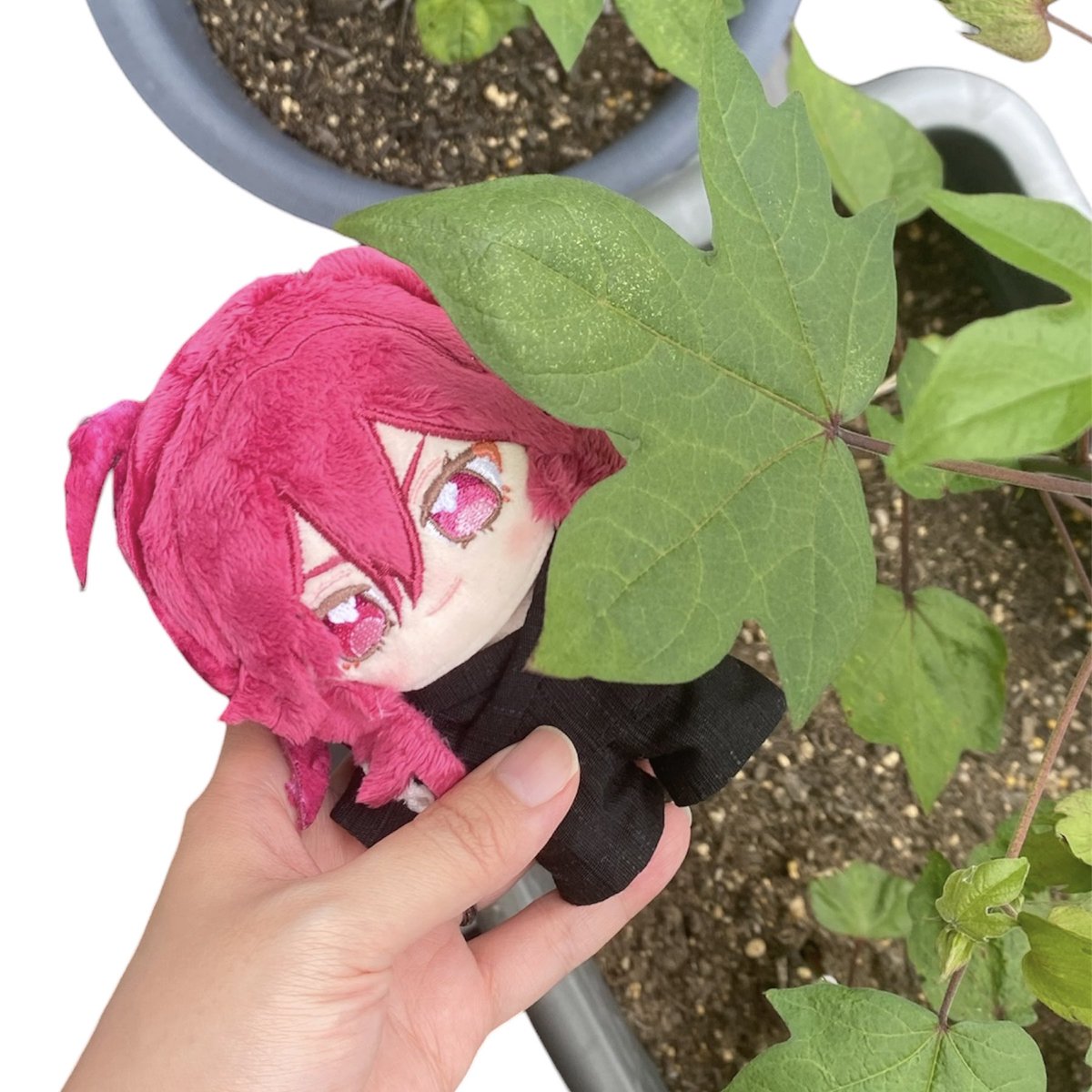 senryo_hm's tweet photo. 台風にも負けず、梅雨にも負けず
すくすくと綿花育ってます！🌱✨
いま一番大きい苗で、まどぬ5ぬいくらいです(単位)
葉っぱは顔より大きいです！

第二弾の苗もまどぬの背を抜いてます🌱
どのくらい大きくなるのか…！
今からドキドキです🐱✨

#綿から推し
#綿からマドモアゼル https://t.co/ndEZbVXQQx