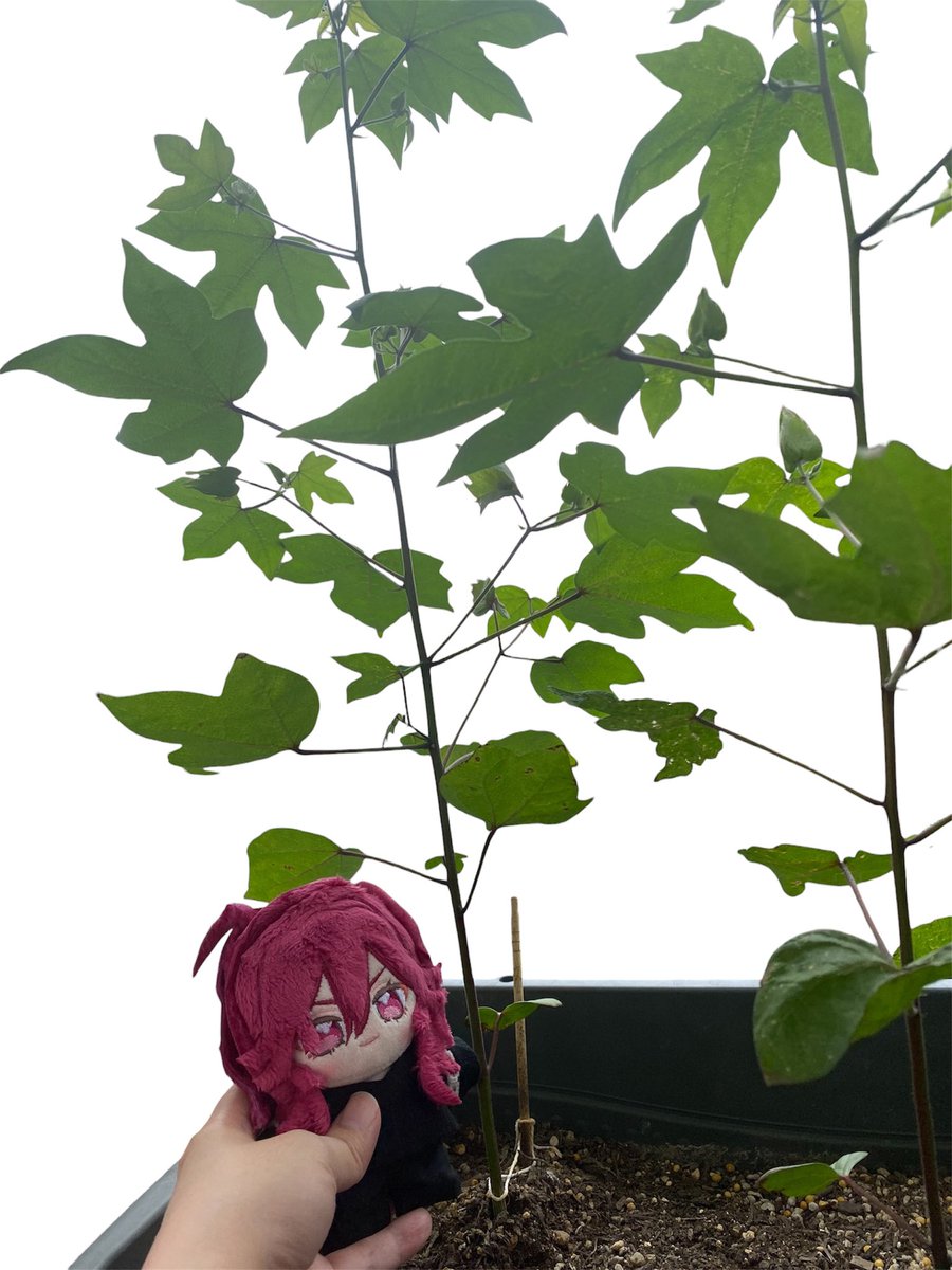 senryo_hm's tweet photo. 台風にも負けず、梅雨にも負けず
すくすくと綿花育ってます！🌱✨
いま一番大きい苗で、まどぬ5ぬいくらいです(単位)
葉っぱは顔より大きいです！

第二弾の苗もまどぬの背を抜いてます🌱
どのくらい大きくなるのか…！
今からドキドキです🐱✨

#綿から推し
#綿からマドモアゼル https://t.co/ndEZbVXQQx