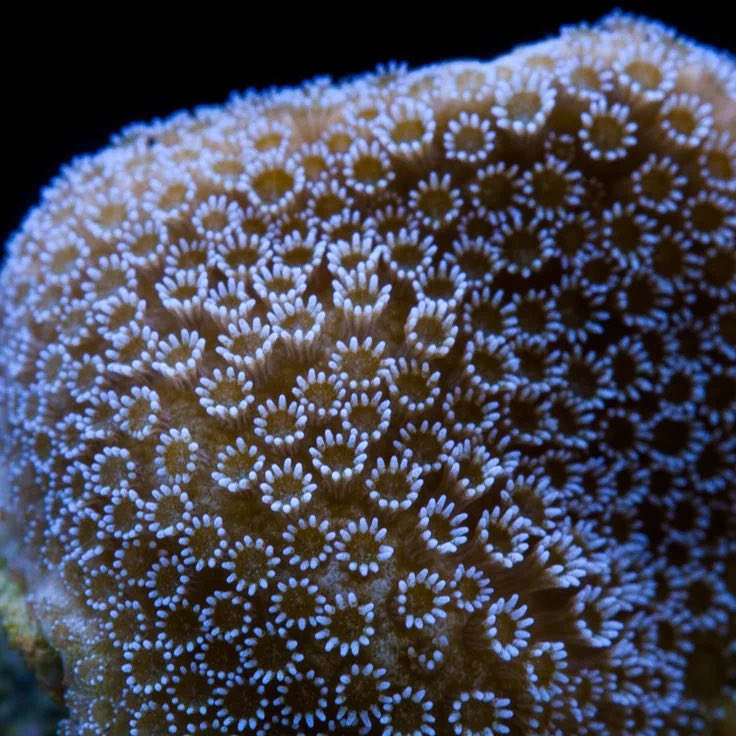 musesarchive's tweet photo. the flower details also reminds me of Montipora digitata (a stony coral species) https://t.co/aJnWjqERuN