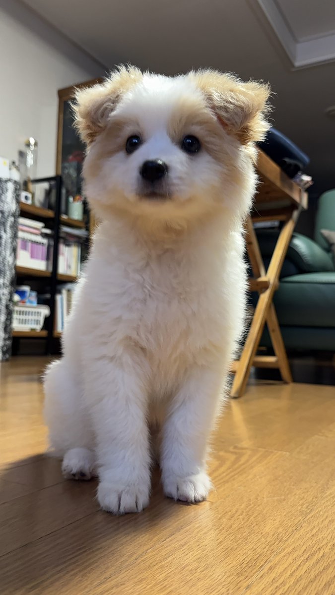 heeddong_'s tweet photo. 베이비똥
귀털 가슴털 꼬부랑이 ㅋㅋㅋ https://t.co/ZOwTpiroFY