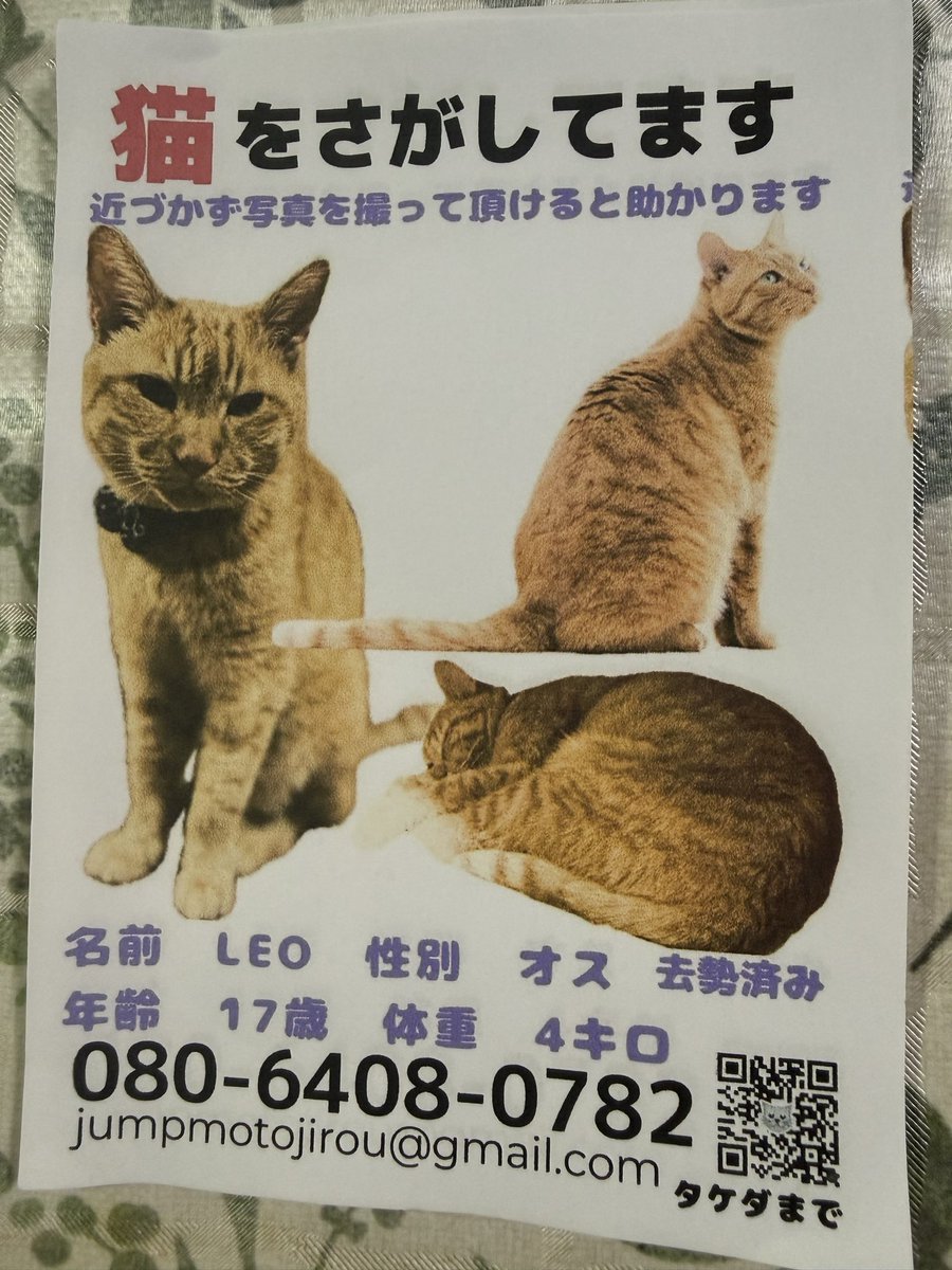 funwith11cats's tweet photo. 【迷子猫の掲示板】
千葉市花見川区で茶トラ猫が迷子です。
情報提供と拡散お願いします！
 https://t.co/qMcdvRJdQN
 #迷子猫 #迷い猫 #千葉市花見川区 https://t.co/ngIxn5bhX4