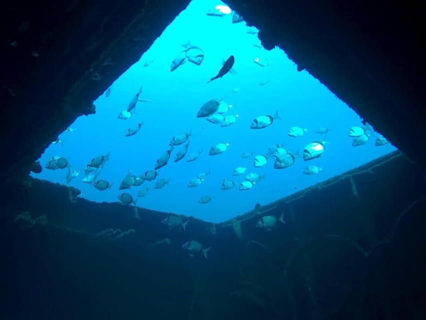 PortugalDive's tweet photo. Faial: Where the ocean meets adventure 🦈
Faial Island is a destination shaped by the sea. A place where sailors, divers and adventurers all cross paths.
Remember: We Worry, You Dive! 🤿
https://t.co/md5uOh4EGK
@AmedDiveCenter @WraysburyDive @CokiDiveCenter @SDIdivers @TDIdivers https://t.co/jVeUP5PkbK