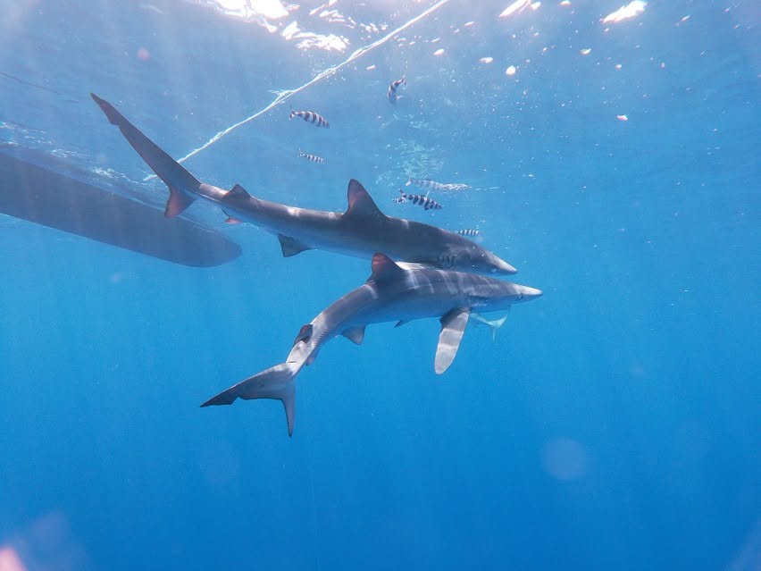 PortugalDive's tweet photo. Faial: Where the ocean meets adventure 🦈
Faial Island is a destination shaped by the sea. A place where sailors, divers and adventurers all cross paths.
Remember: We Worry, You Dive! 🤿
https://t.co/md5uOh4EGK
@AmedDiveCenter @WraysburyDive @CokiDiveCenter @SDIdivers @TDIdivers https://t.co/jVeUP5PkbK