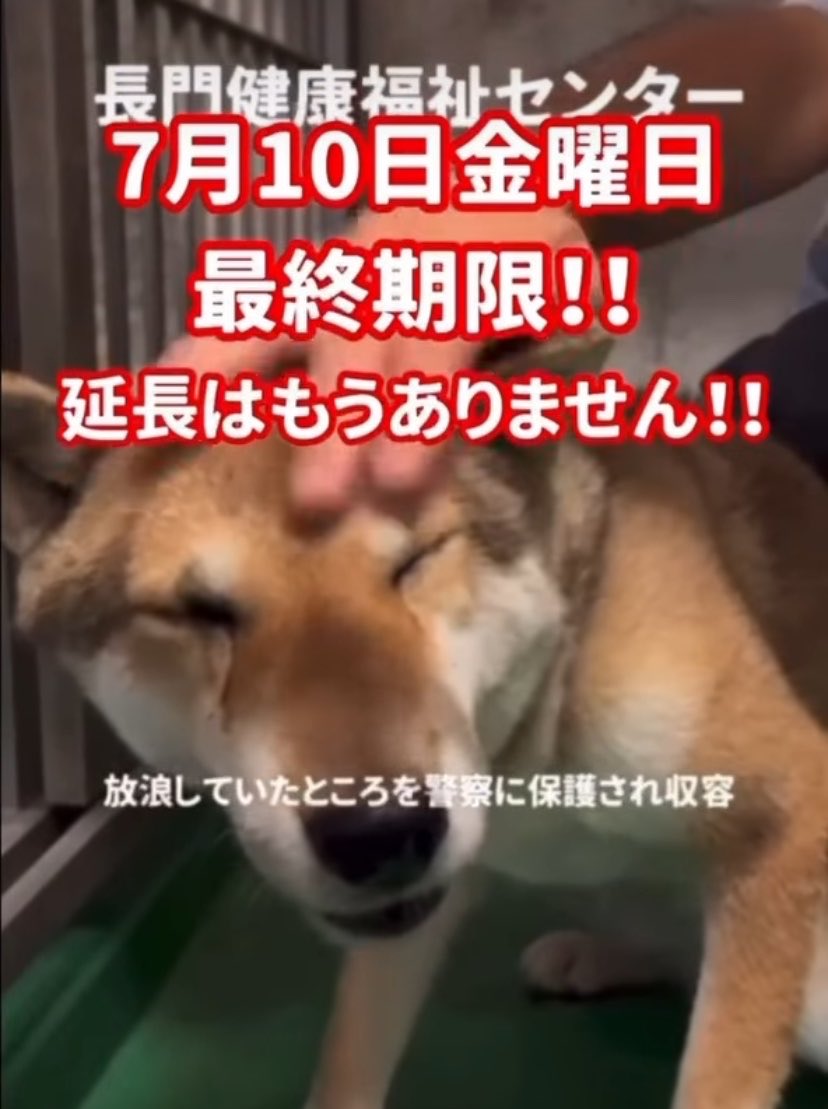 hgwj2WODcjLjHal's tweet photo. 🆘最終期限7/10(金)‼️🆘#拡散希望 #里親募集
山口県長門健康福祉センター
管理番号1
4/24より収容されている仮名モモちゃん
首輪の痕がはっきり残っている子ですがお迎えはありません😭
職員様にお世話され表情も豊かになってきました
今度こそ生涯愛して下さる家族に繋がれ!
https://t.co/wdH6mtLdC0 https://t.co/ZzkqKZaTRp