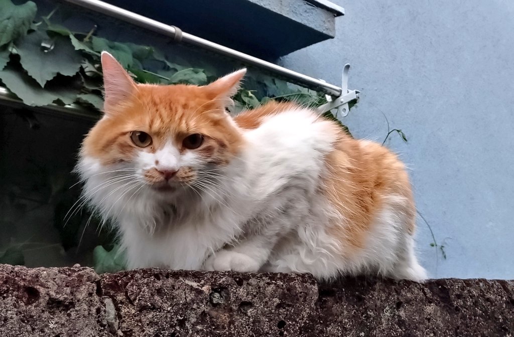tamakispin's tweet photo. 通りすがりに、おっ野良猫ちゃんだ！久しぶり見たな〜と思って近づいたら首輪してる。ひょっとして脱走猫ちゃんだったりする？どこかにお知らせしたほうがいいのかしら… https://t.co/AvQte6AvEJ