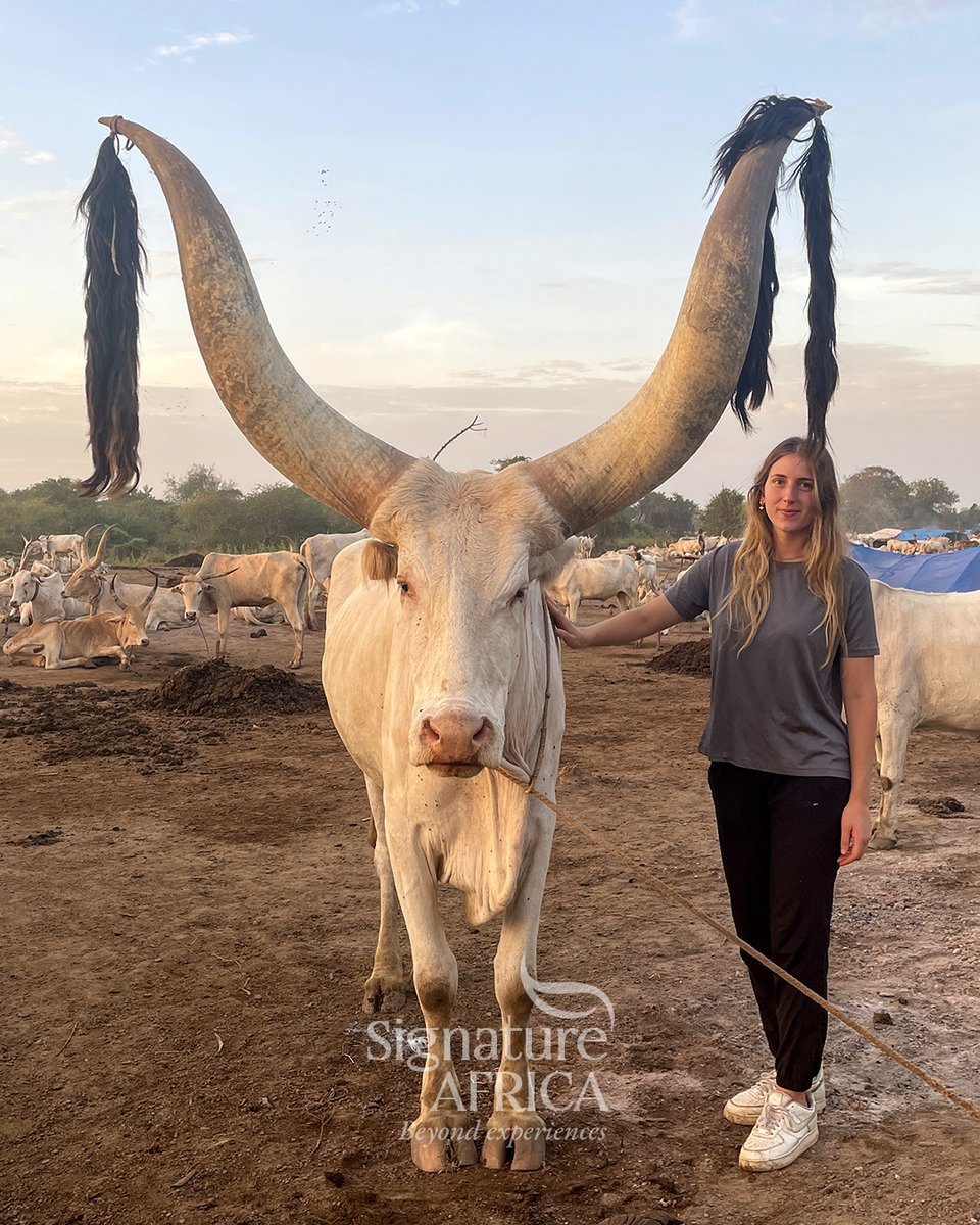 AfricaSafariss's tweet photo. The Mundari cattle camps β an intimate experience of living heritage.
π South Sudan πΈπΈ
#SignatureAfrica #BeyondExperiences #SouthSudan #Mundari #AfricanHeritage https://t.co/p2MljUHhi3