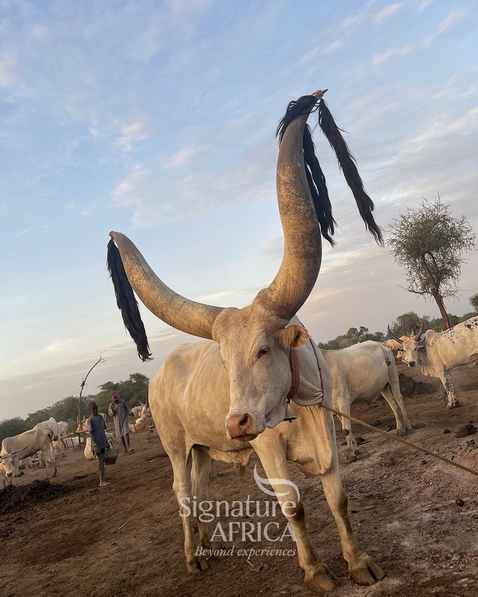 AfricaSafariss's tweet photo. The Mundari cattle camps β an intimate experience of living heritage.
π South Sudan πΈπΈ
#SignatureAfrica #BeyondExperiences #SouthSudan #Mundari #AfricanHeritage https://t.co/p2MljUHhi3