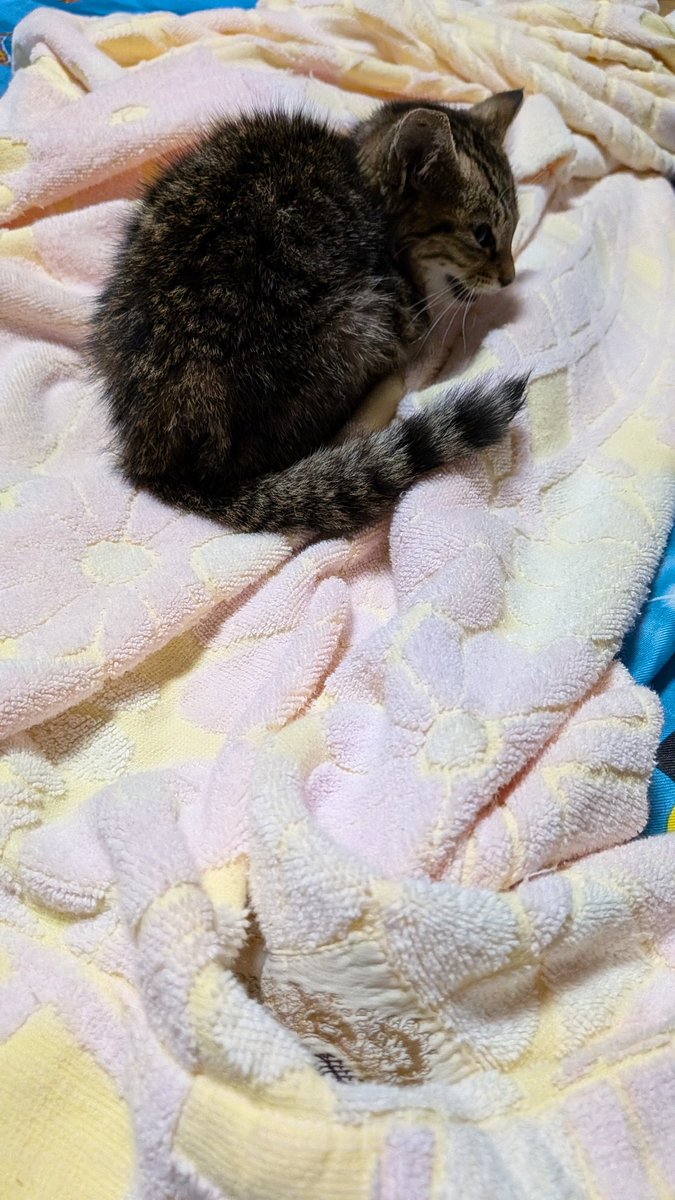 deadtree_666's tweet photo. 家に帰宅したら玄関前で子猫うずくまってて
おしり汚れてたし....運命かなって思って....保護した😭ちょうど猫用シャンプーが切れてたから固形石鹸極限まで薄めてお尻だけ洗って後は全身お湯でザブザブ…猫用ボディシート買ってこよ https://t.co/a1E46CjmGn