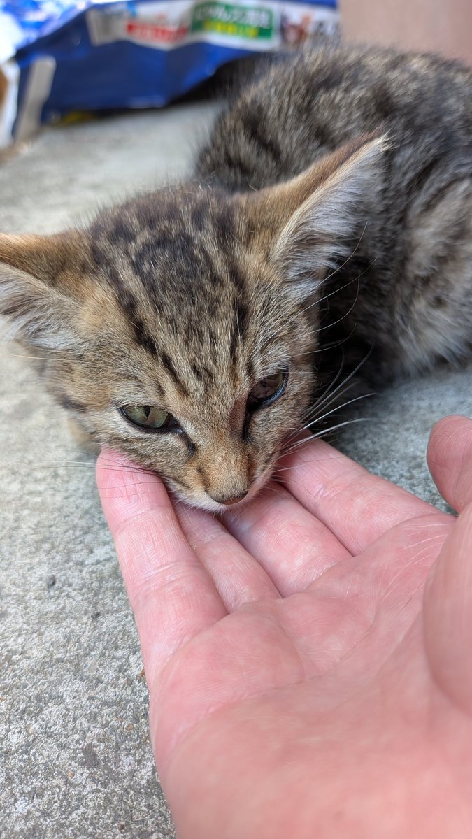 deadtree_666's tweet photo. 家に帰宅したら玄関前で子猫うずくまってて
おしり汚れてたし....運命かなって思って....保護した😭ちょうど猫用シャンプーが切れてたから固形石鹸極限まで薄めてお尻だけ洗って後は全身お湯でザブザブ…猫用ボディシート買ってこよ https://t.co/a1E46CjmGn