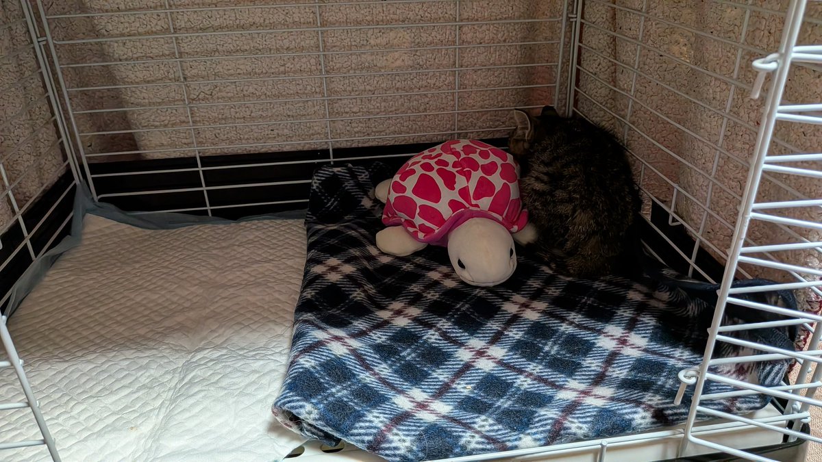 deadtree_666's tweet photo. 家に帰宅したら玄関前で子猫うずくまってて
おしり汚れてたし....運命かなって思って....保護した😭ちょうど猫用シャンプーが切れてたから固形石鹸極限まで薄めてお尻だけ洗って後は全身お湯でザブザブ…猫用ボディシート買ってこよ https://t.co/a1E46CjmGn