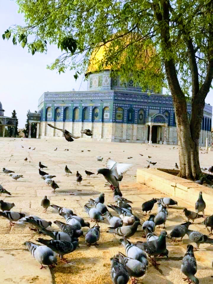 aysefg34's tweet photo. Rahmân ve Rahîm olan Allah'ın adıyla. 

İyilik ederseniz, kendiniz için iyilik etmiş olursunuz...

İsrâ Sûresi, 7 https://t.co/KxejIfThYE