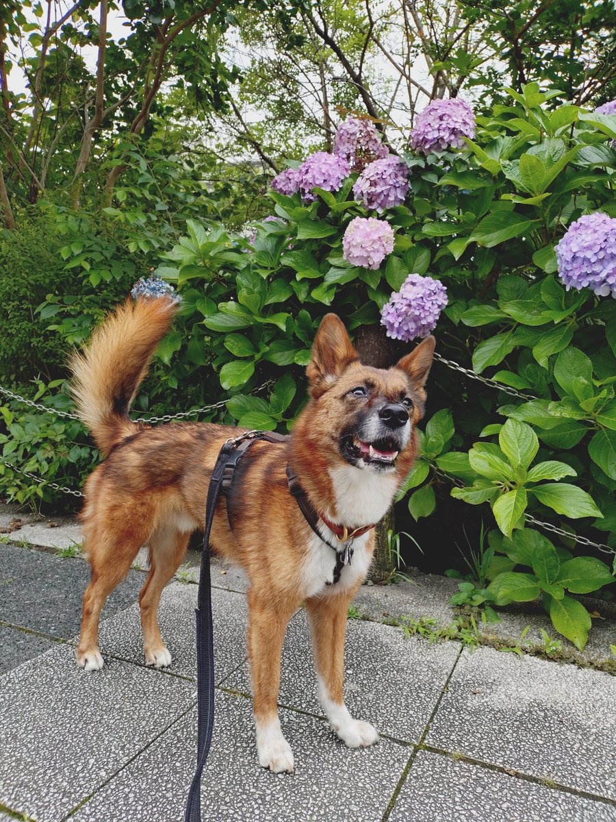 ruhchan1's tweet photo. 空模様気になる…

あめ🐶

#保護犬 https://t.co/TUXU3Vnf6t