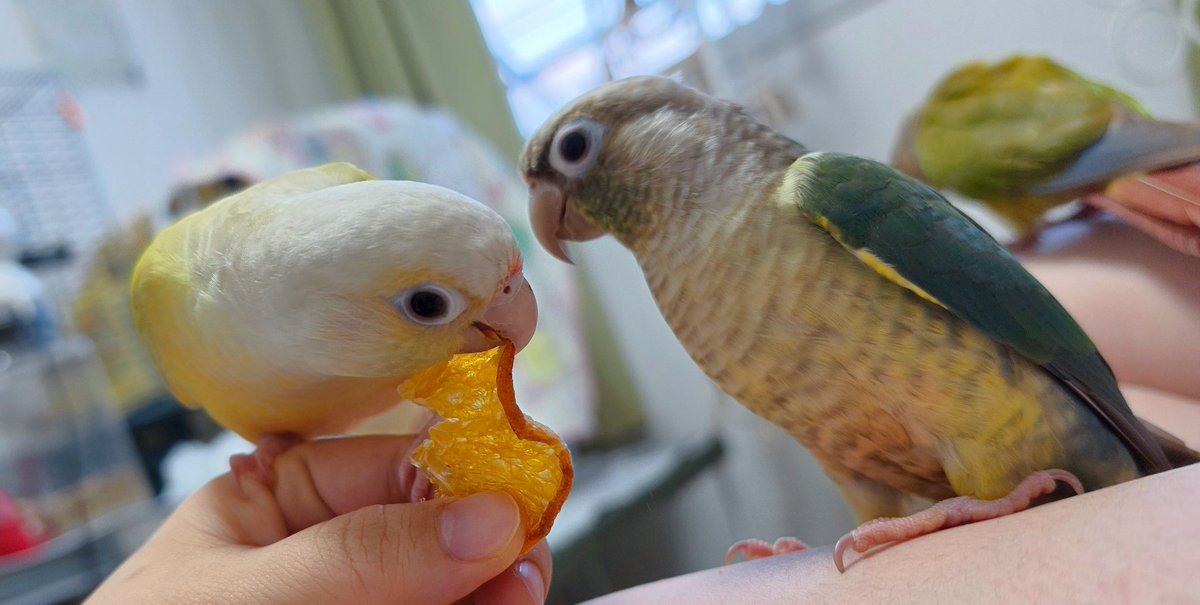 kabosu_socute tweet picture