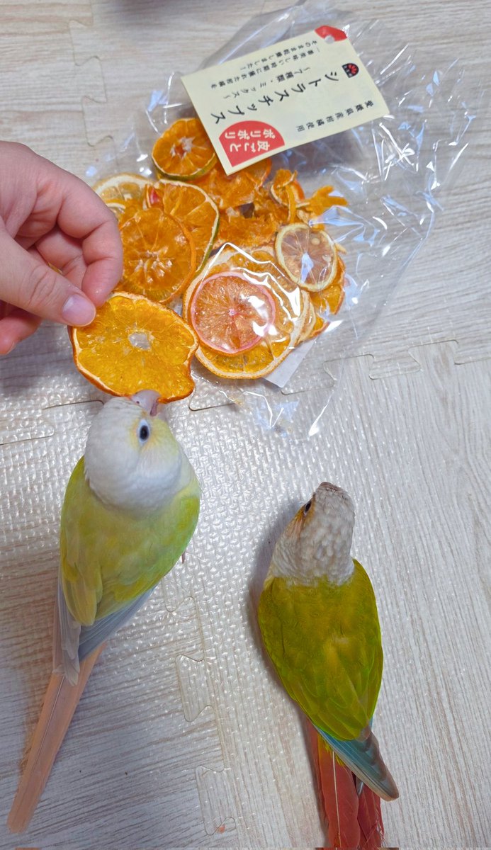 kabosu_socute tweet picture