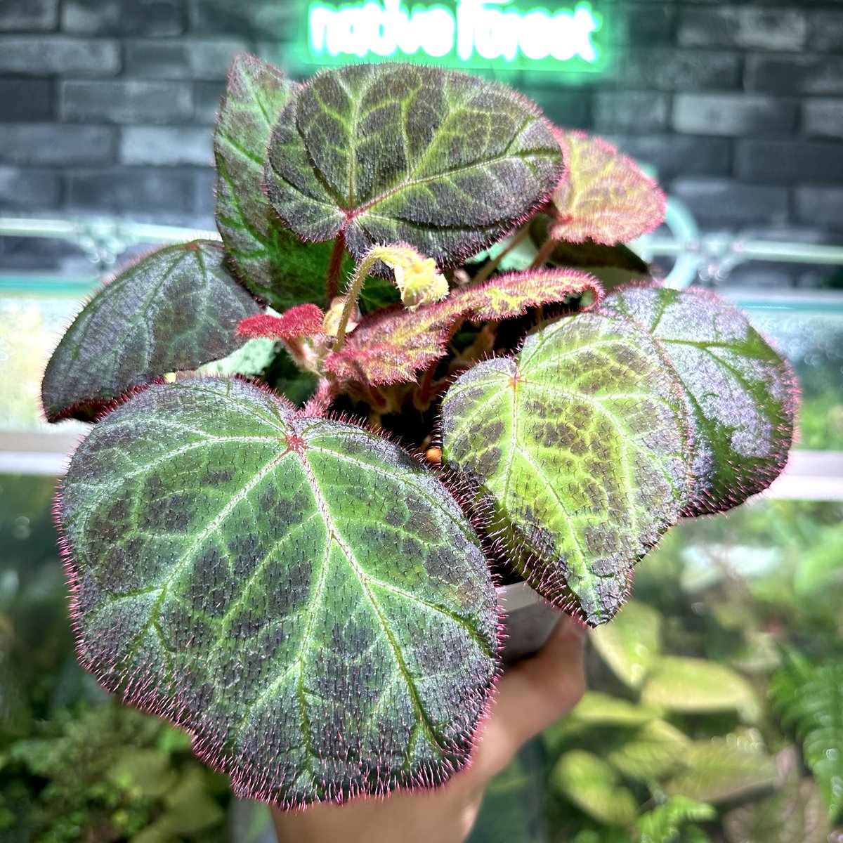 nativeforest1 tweet picture