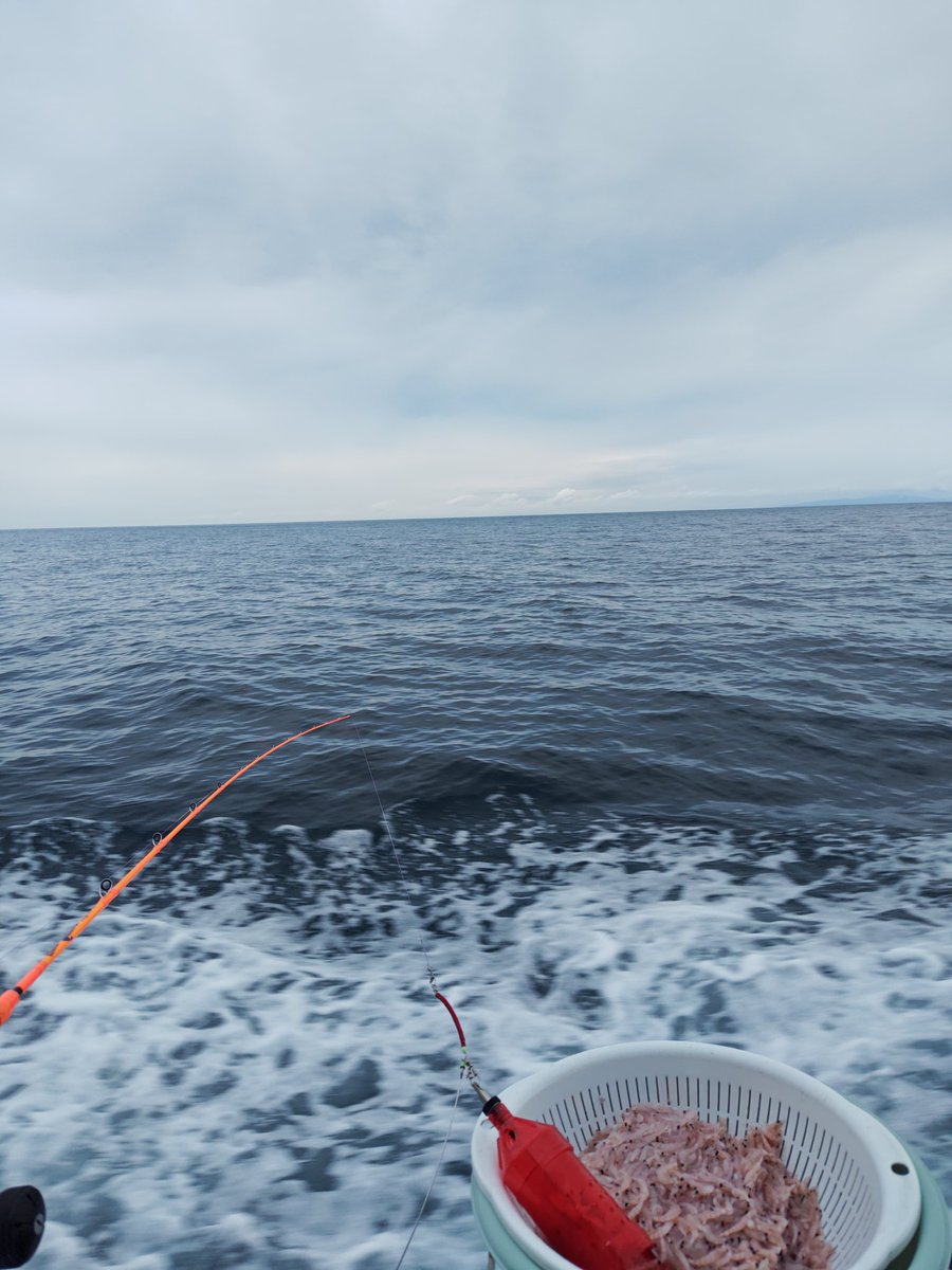 mizu1401's tweet photo. 今日は遊漁船で釣りを楽しみました。最近堤防であまり釣れないストレスを解消出来ました。ふじなみ丸さんありがとうございました✨
この後捌くのに大変苦労しました。 https://t.co/U96gobrqNv