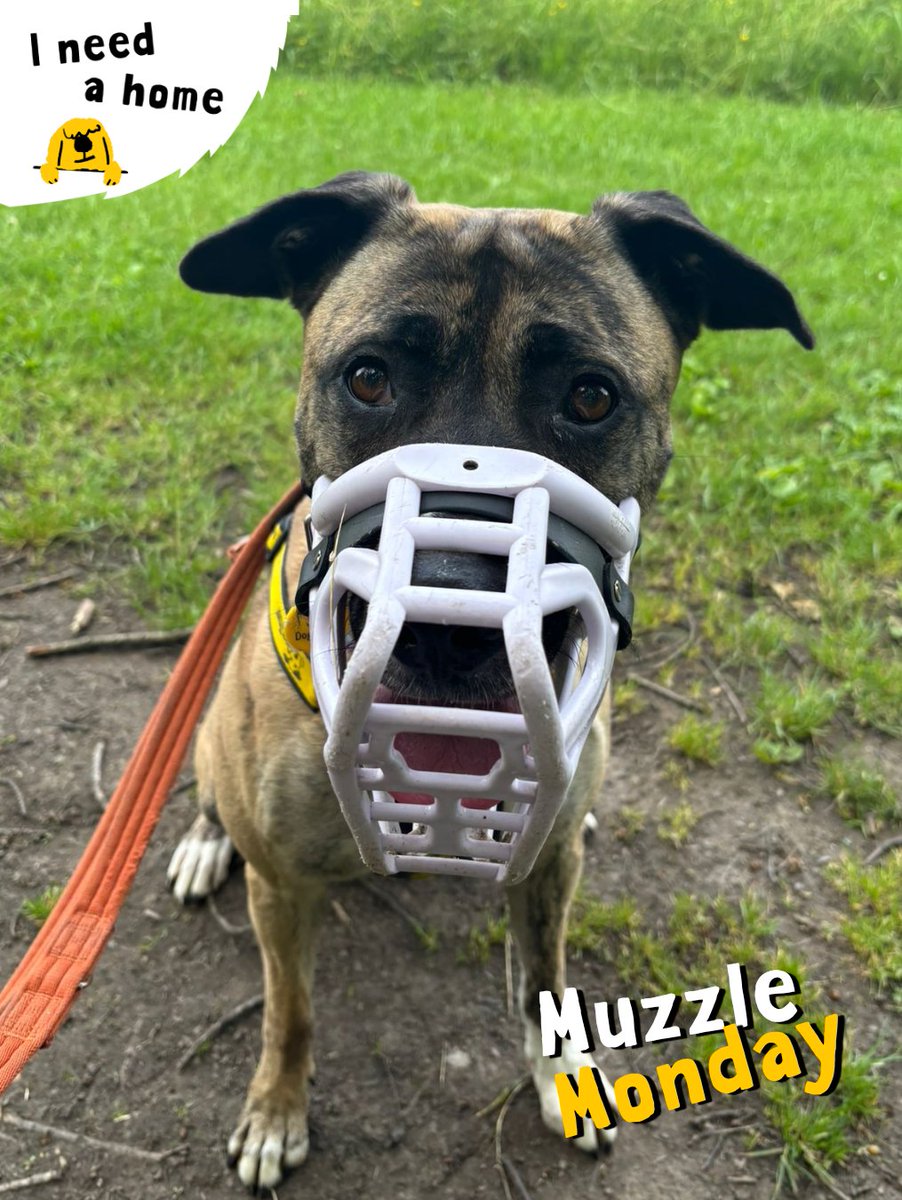 DT_Kenilworth's tweet photo. Another gorgeous #MuzzleMonday featuring Ella! β¨
Ella wears a muzzle because she can feel worried around other dogs, but she's been putting in so much hard work on her confidence and socialisation πΆ
We're so proud of you, Ella π
#RescueDog #IneedAHome #AdoptMe #Lurcher https://t.co/hSMQYNfXRm