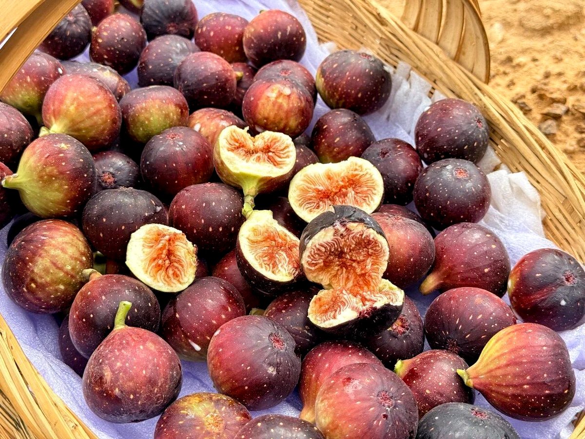DiscoverLedong's tweet photo. Have you ever seen a #fruit with purple-red flesh that sparkles like a diamond? 💎
💜💜 A new #fig variety — "Purple Diamond" — has been successfully cultivated and promoted in Wanchong Town, Ledong, Hainan, the only demonstration and planting base for this variety in China.
🤩🤩 Pest-resistant and shelf-stable, it's not only sweet and delicious but also packed with anthocyanins. This first batch went straight to high-end supermarkets in #Beijing and #Shanghai. And they flew off the shelves.

#WorldRuralDevelopmentDay #LedongFig #TropicalFruit #HainanFresh #Hainanvisafree #ampleledong #LedongFruit（（📷@乐东融媒）
