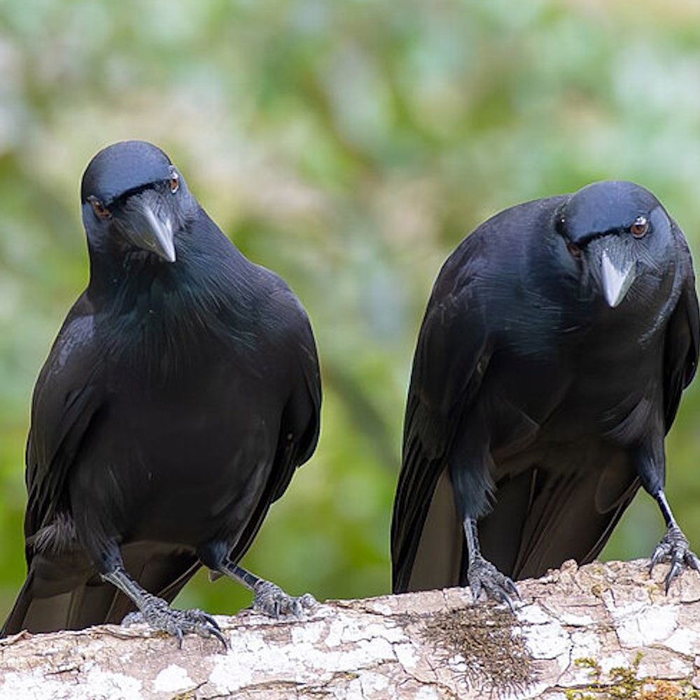 AMAZlNGNATURE's tweet photo. Crows can remember human faces

They can recognize human faces and communicate potential threats to other crows https://t.co/MXu1Atx5Eg