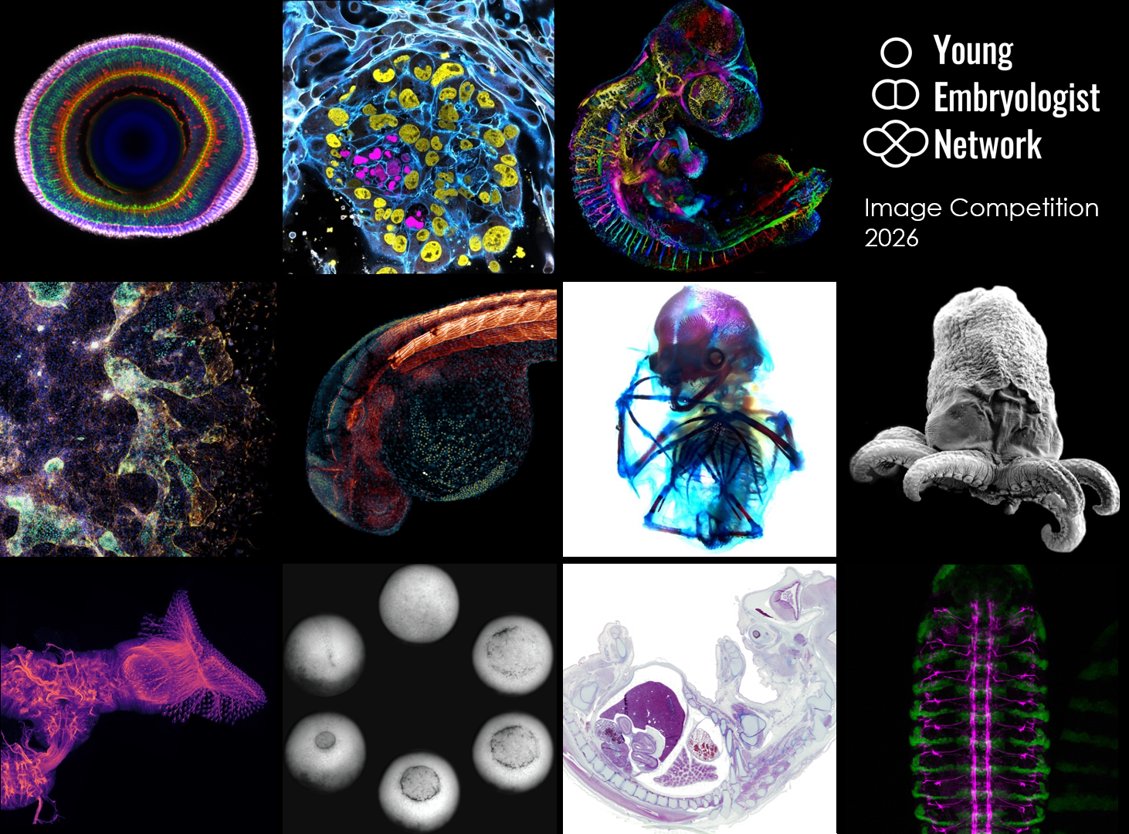 Young Embryologist Network tweet media