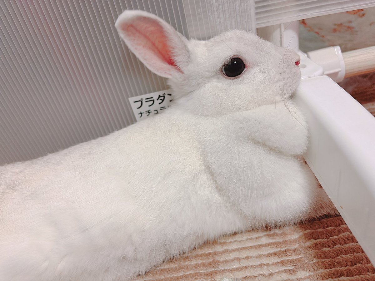 usa01095591's tweet photo. やっと追いついた
昨日のツーショットと、ルミちゃん🐇🎀 https://t.co/7Oes6h00uQ