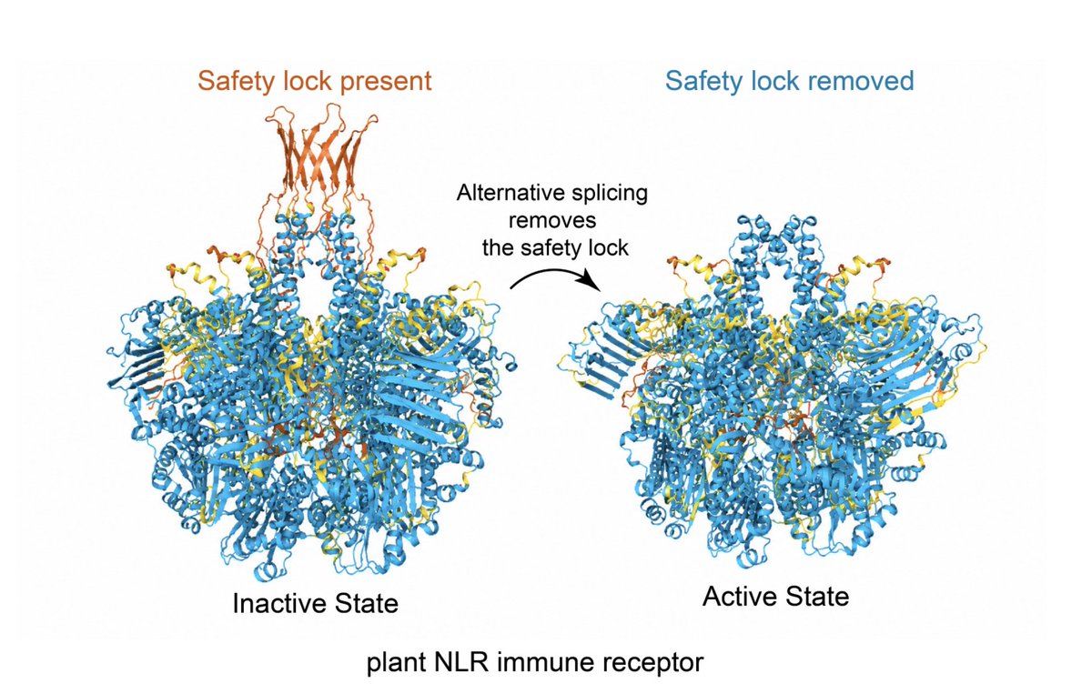 Tolga_Bzkrt's tweet photo. AlphaFold-based modelling lets us visualise these N-terminal “safety caps” and predict how they interfere with formation of the pore-forming resistosome. https://t.co/Ws1mU9fym7 https://t.co/PJVsq6NFRf