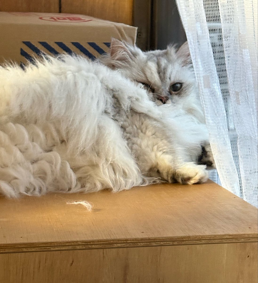 ただいま🏠🚗³₃ 朝もここにいたよね？🤣 #猫のいる暮らし #ミヌエット