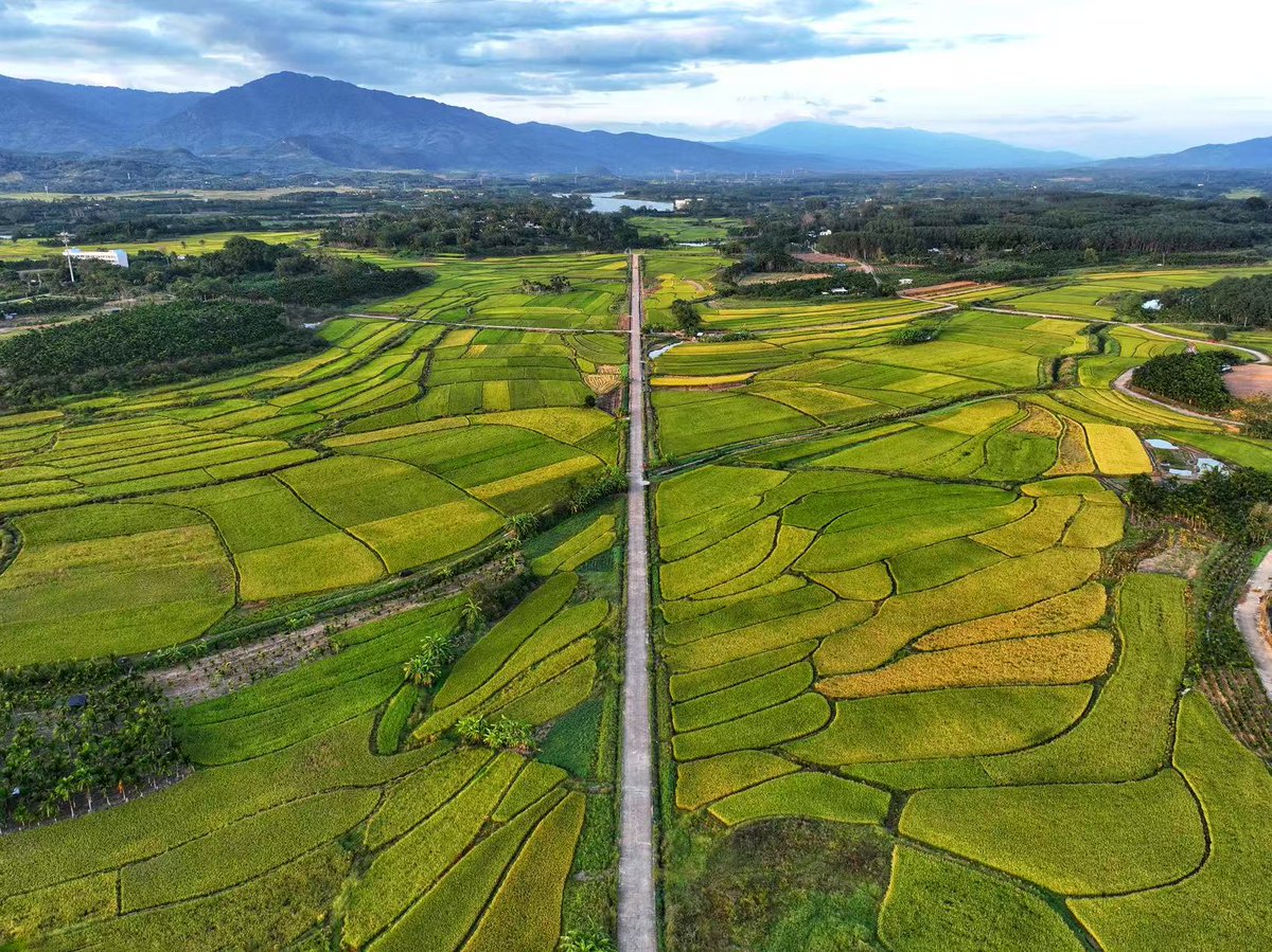DiscoverLedong's tweet photo. Ledong's specialty produce is making waves far beyond Hainan. ✈️✈️✈️
Honey #melons? They're already heading to Vietnam and Malaysia. #Lychees? The "Guihua Xiang" variety is China's earliest-ripening, and it brings in a cool 150 million yuan every year. In the first half of this year, Ledong is expected to ship 1.1 million tons of #fruits and #vegetables off the island — that's 31% of Hainan's total.🍈🥭🥝🥜🍍🌽

#WorldRuralDevelopmentDay #LedongLychee #LedongMelon #TropicalFruit #HainanFresh #Hainanvisafree #ampleledong #LedongFruit（📷吉浩源）
