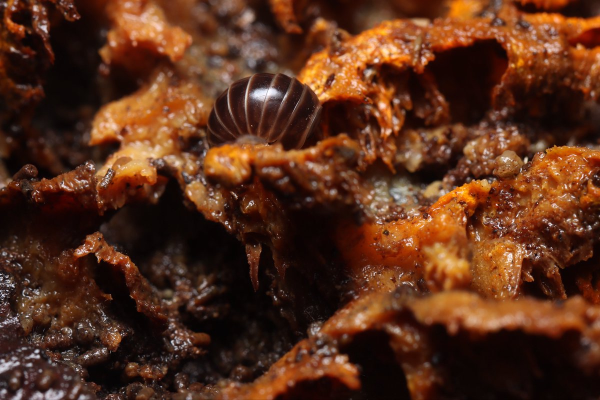Myriapoda_ruka's tweet photo. Hyleoglomeris sp.
枯れ立木に見つけた限り20個体ほど居た
このタイプのタマヤスデは枯れ立木にいる事が多いのだろうか… https://t.co/oV0tNaudYb