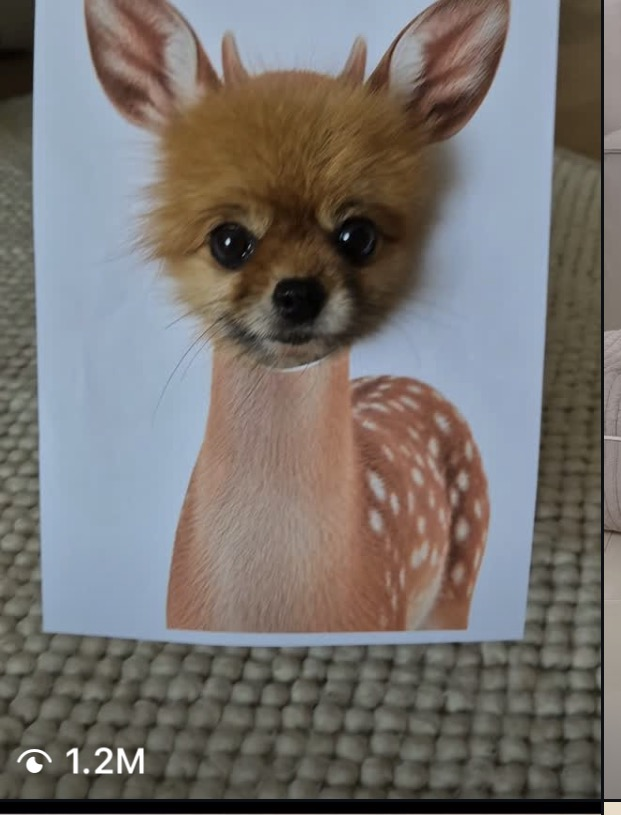 onchaingringo's tweet photo. Everyone has seen this trend on their instagram/tiktok/x feed recently but no one has ran one properly

It's a trend where people cutout holes in pieces of paper and put it around their dogs face then they take a video/picture and post it and it's going GIGA viral

Some posts even have 30m+ views, look at this tweet - https://t.co/TlI824H4mn

just buy the $dip

dex at 15k like always