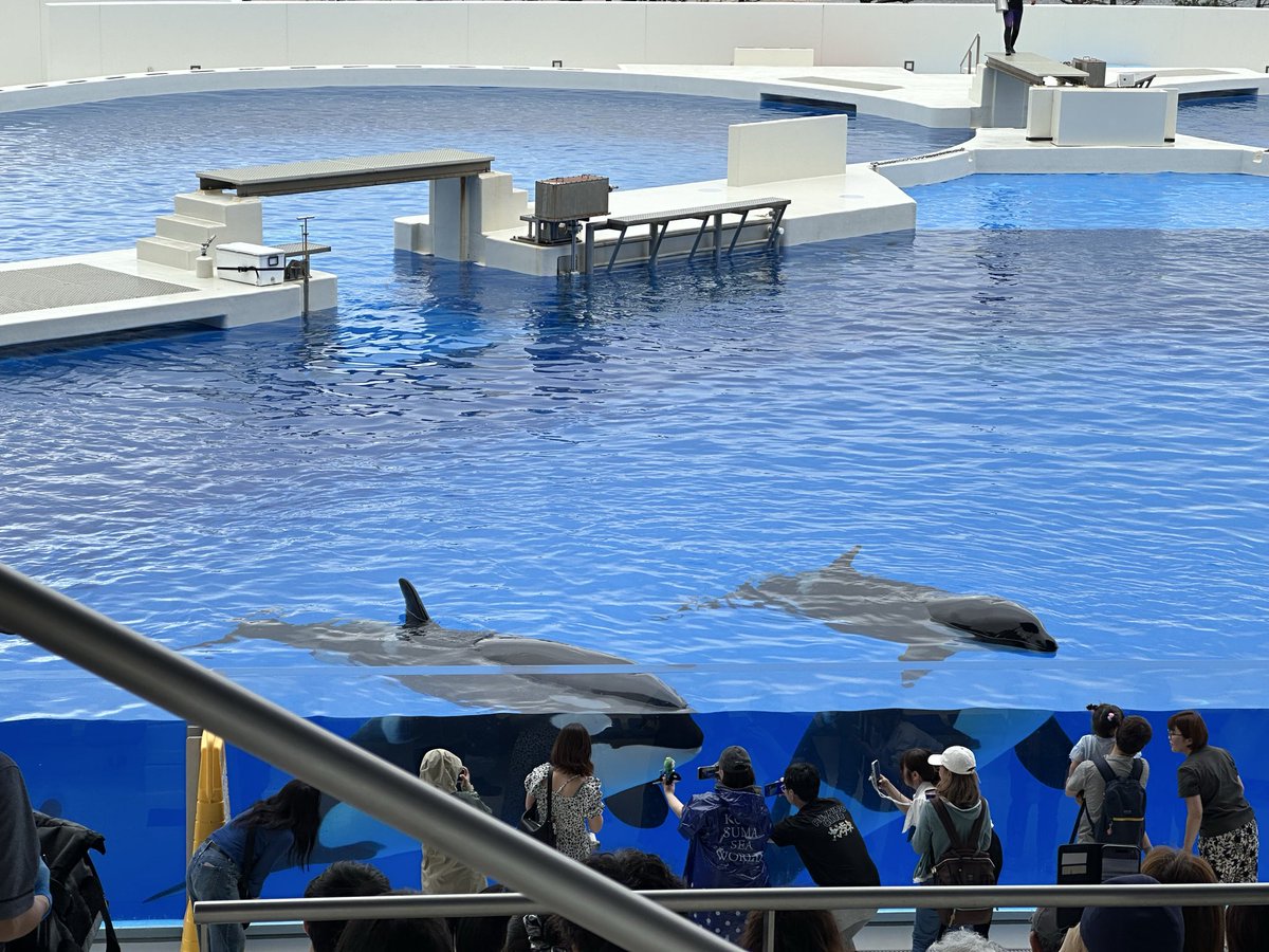 LRwof9's tweet photo. 小学校の時の遠足で行ったきりでリニューアルしてから初めて行ったけど展示の仕方がキレイでみんな生き生きしてて感動
シャチも人生初めて観てパワーももちろん質量の暴力というか水しぶきもすごくて見惚れてしまった
また来年も行こう🫍 https://t.co/kRFSiv0B1N