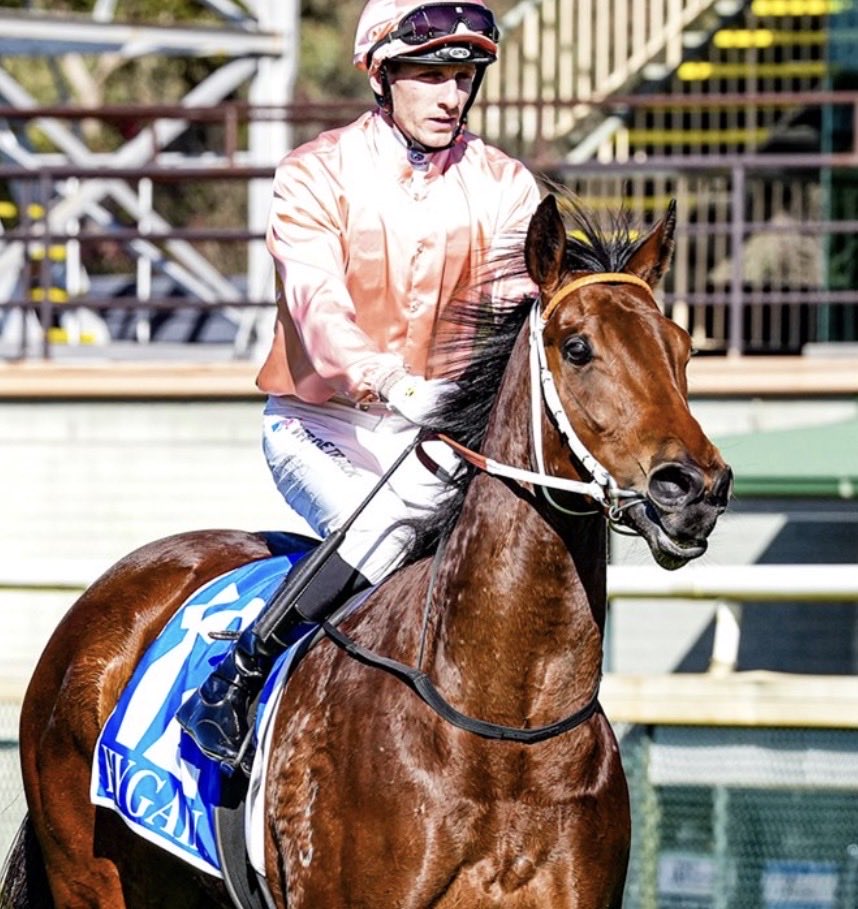 More Importance 🐴 tweet media