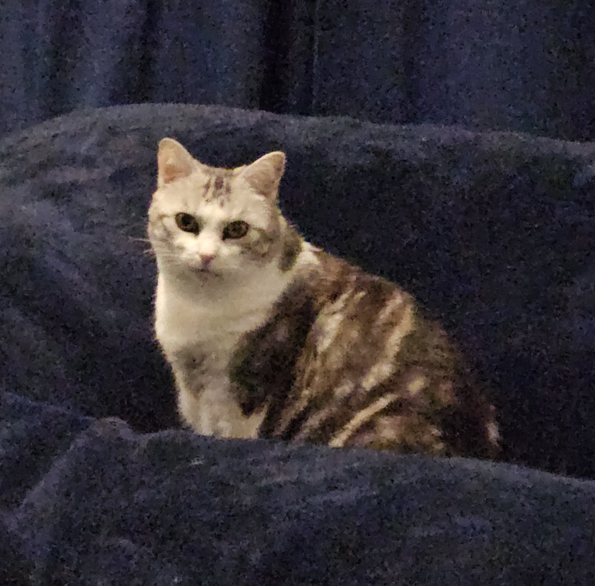 millyfromoz's tweet photo. Can you belief ? I've been betrayed ! My mum has met and patted another Cat of Twitter...😿
🙀🙀
#HowCouldShe
#Heartbroken https://t.co/PaE1fpHPGc