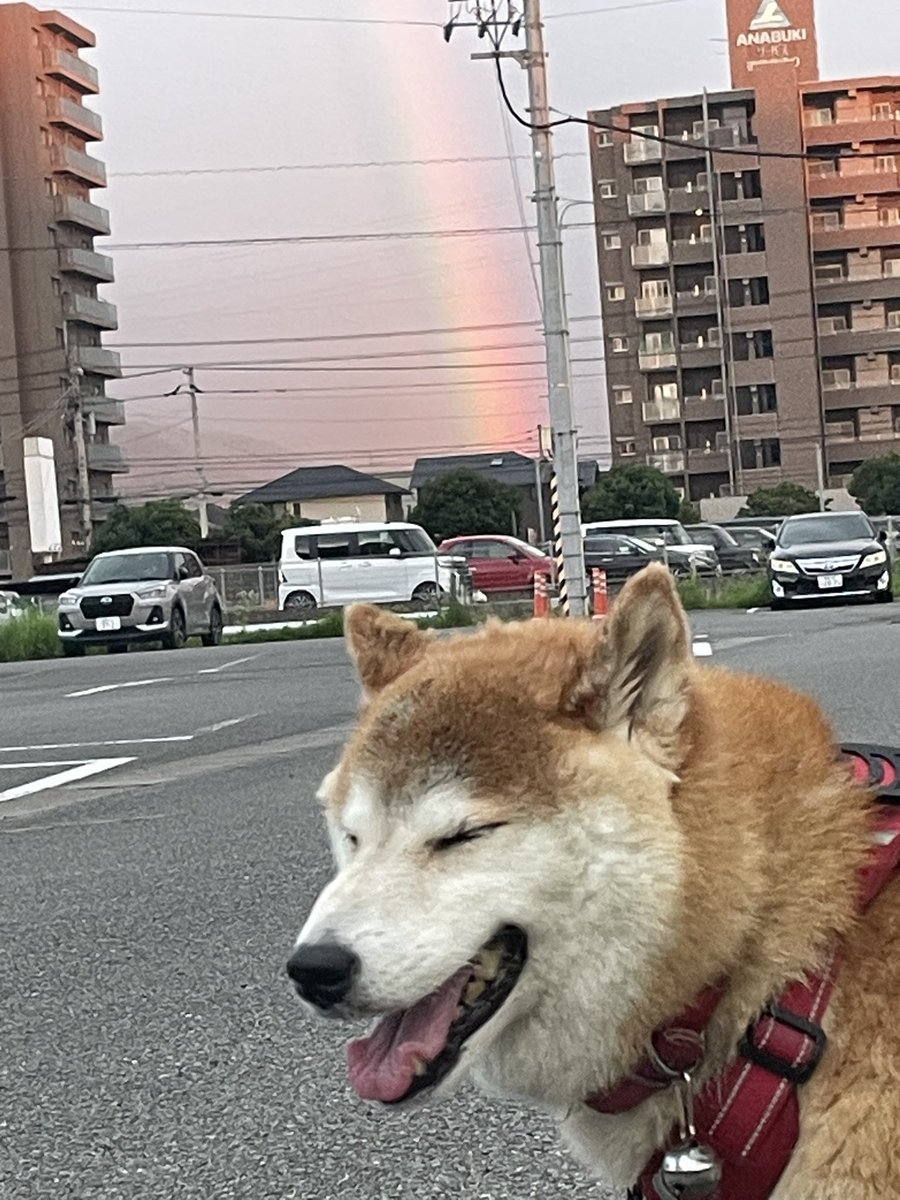 sakaetyou's tweet photo. #やの部屋 

わさおと散歩なう
🌈が出てます
明日は大都会東京ドームで阪神巨人戦観戦してきます https://t.co/Wma0hfW7eL