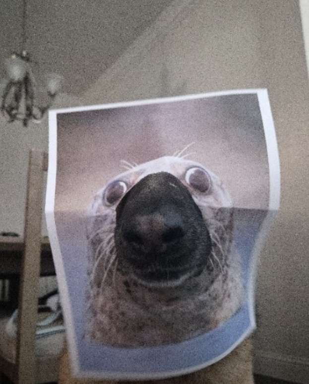turqq0's tweet photo. this is the one that went viral with 7 million views

just send the dog who created the whole trend

$DIP https://t.co/64OnEfNgmI