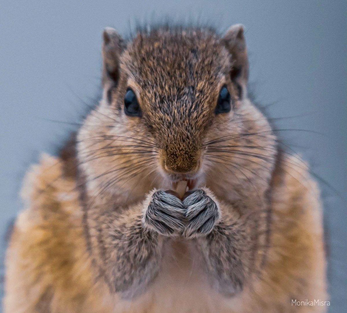 drmonikamm's tweet photo. Came to my terrace for brunch and stayed till photoshoot ๐
Share Your Up-Close Photographs
#theme_pic_India_animals https://t.co/Pt3L9KGnYU